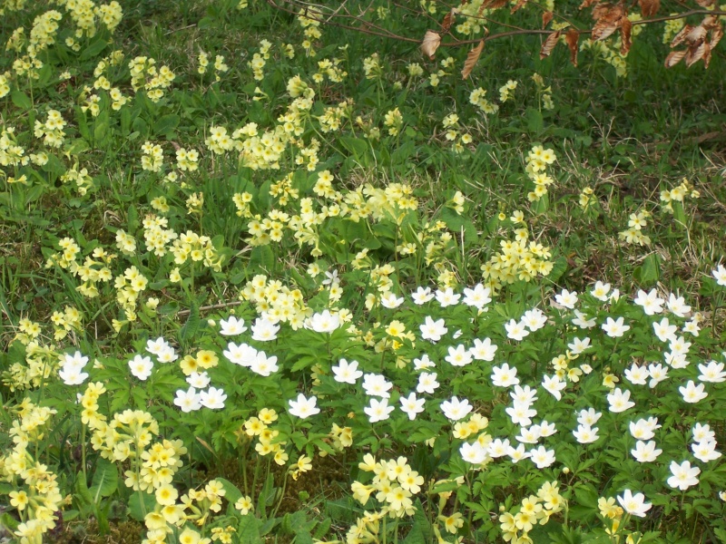 Datei:100 5123.JPG