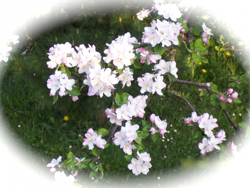 Datei:Apfelblueten.jpg