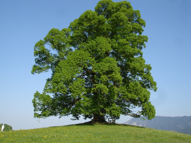 Datei:Baum.JPG