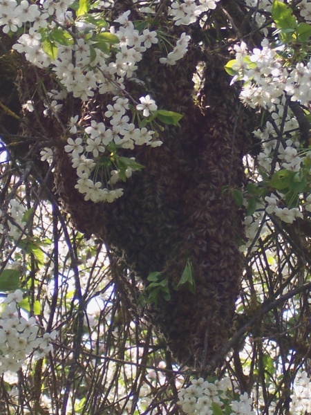 Datei:Bienenschwarm.JPG
