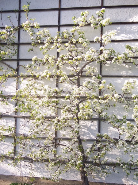 Datei:Birnbaum.JPG