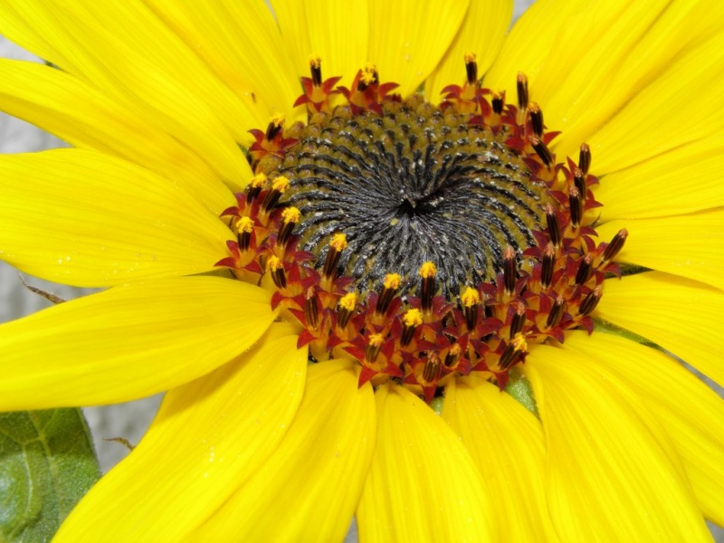 Datei:Blume.JPG