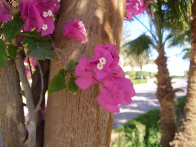 Datei:BlumenAegypten.JPG
