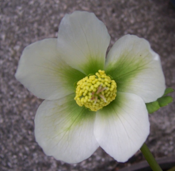 Datei:Christrose.JPG