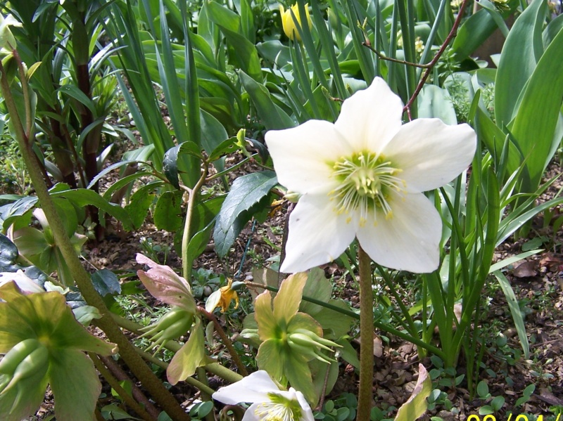Datei:Christrose.jpg