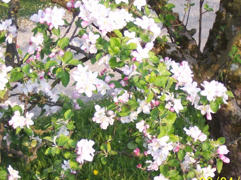 Datei:Fruehling.JPG