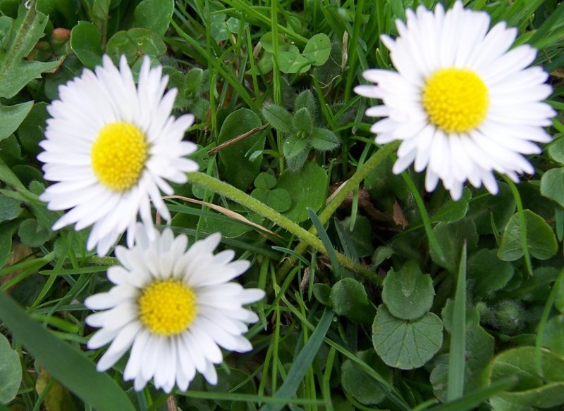 Datei:Gaensebluemchen.JPG