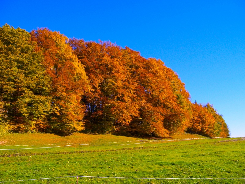 Datei:Herbst.jpg