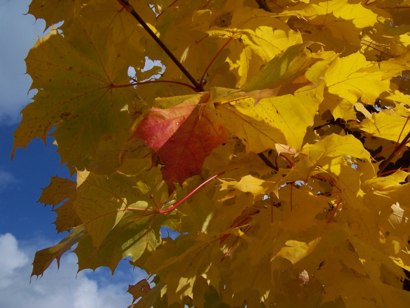 Datei:Herbstblätter.JPG