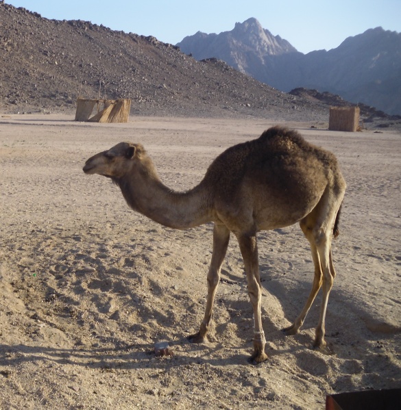 Datei:Kamel.JPG