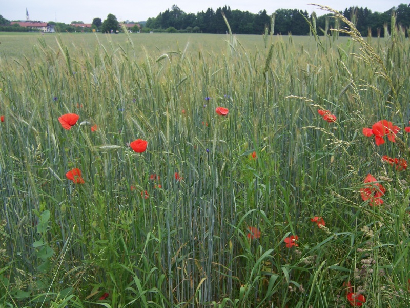 Datei:Kornfeld.JPG