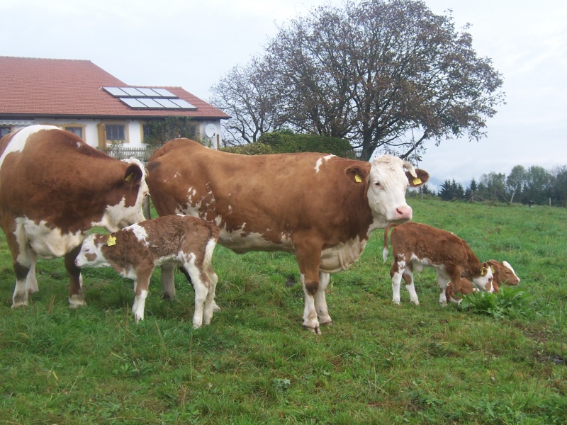 Datei:KueheuKaelber.JPG