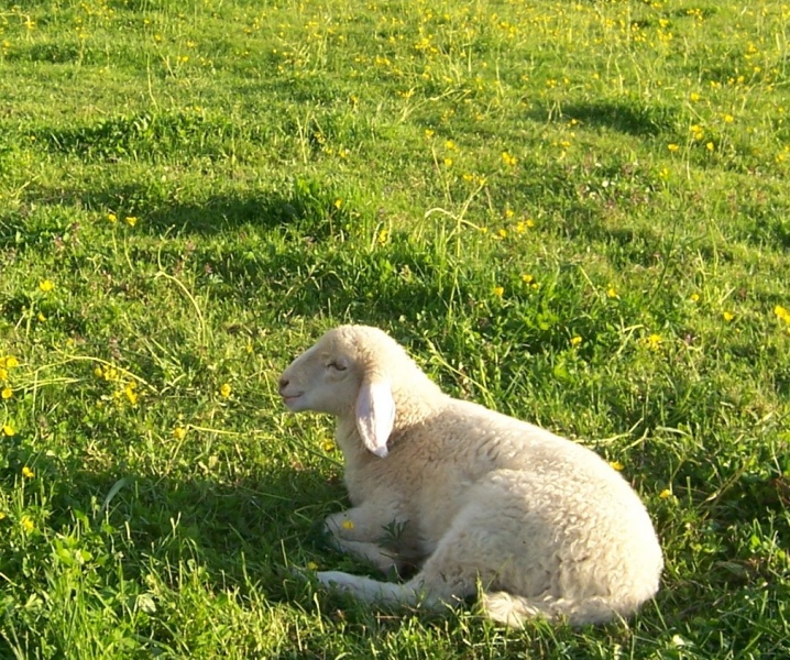Datei:Lamm.JPG