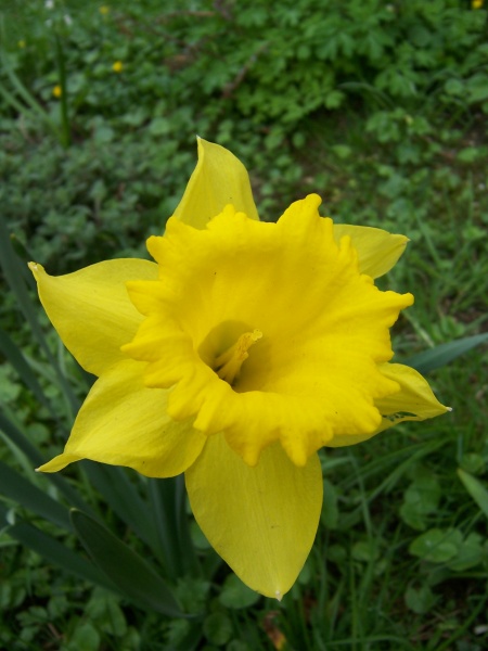 Datei:Maerzenbecher.JPG