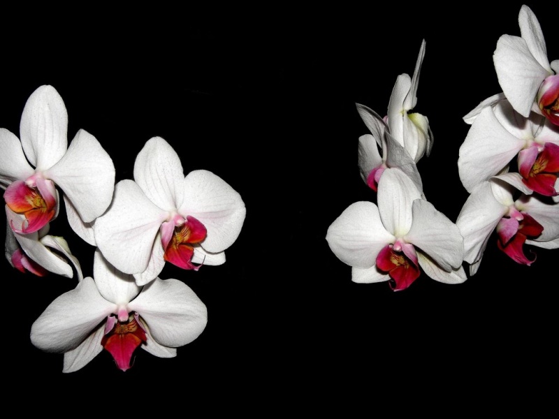 Datei:Orchidee 04.JPG
