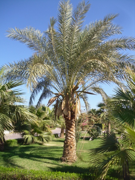 Datei:Palme.JPG