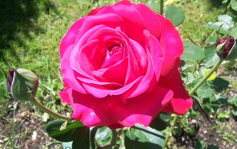 Datei:Rose.JPG