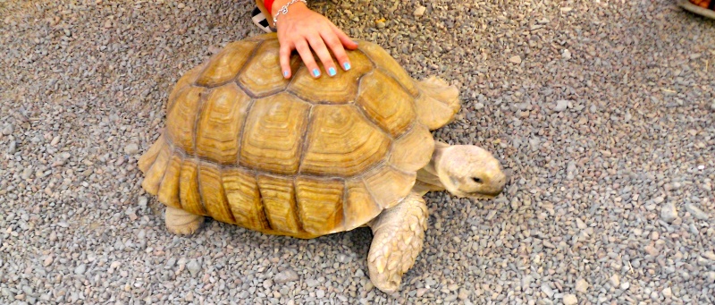 Datei:Schildkroete.JPG