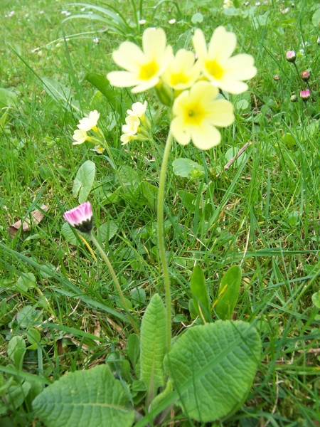 Datei:Schluesselblume.JPG