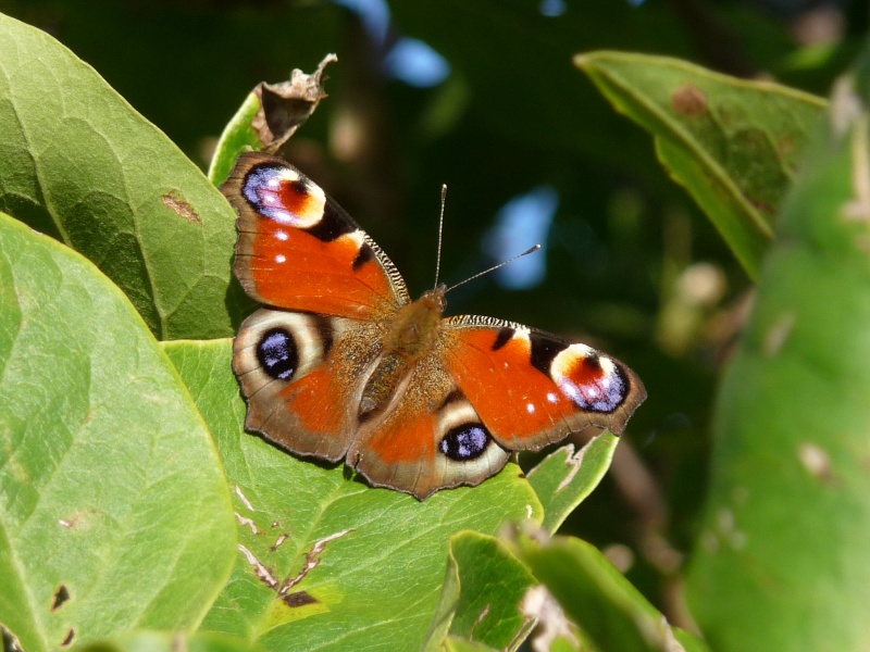 Datei:Schmetterling.JPG