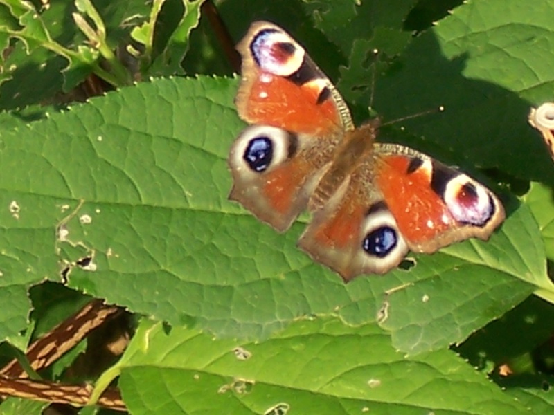 Datei:Schmetterling.jpg
