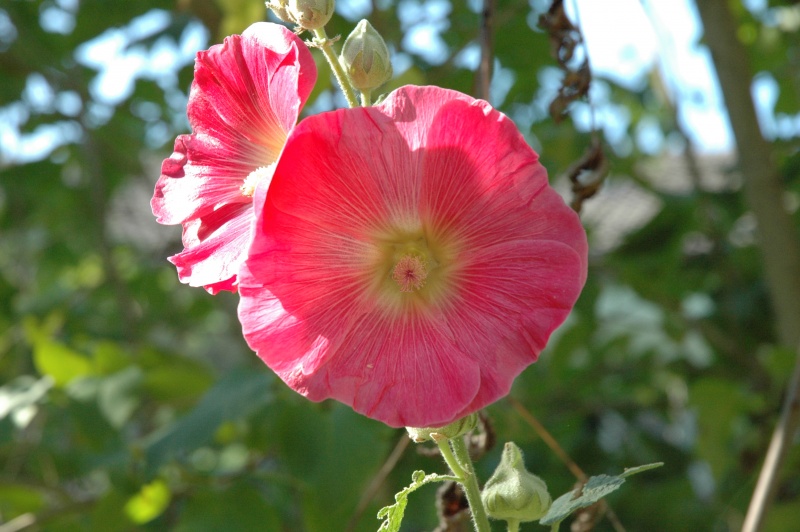 Datei:WildblumeAlcea rosea.JPG